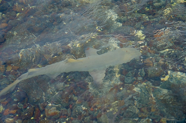 Un requin dans les eaux tropicales à faible profondeur