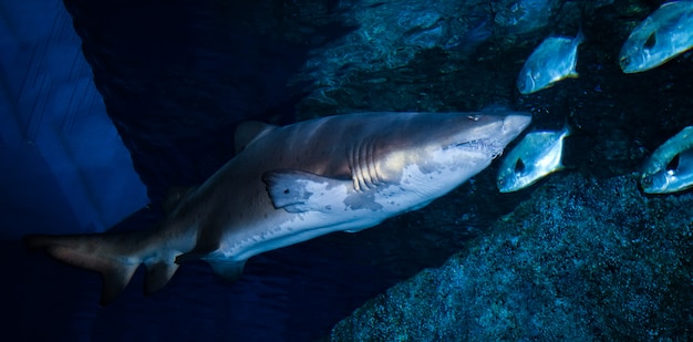 Requin à dents en lambeaux Arge ou requin tigre des sables