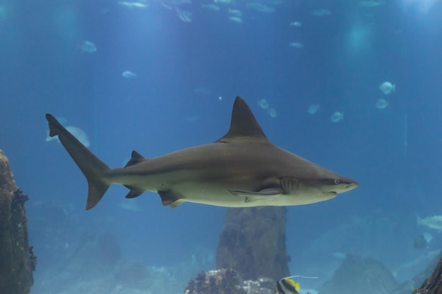 Un requin des galapagos nage dans un grand aquarium de l'océanarium