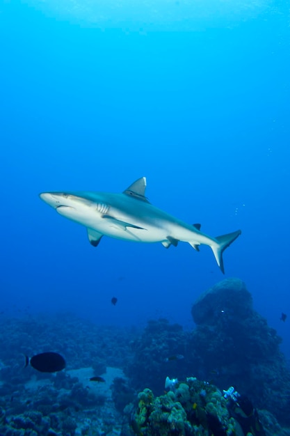 Un requin gris mâchoires prêt à attaquer sous l'eau close up portrait