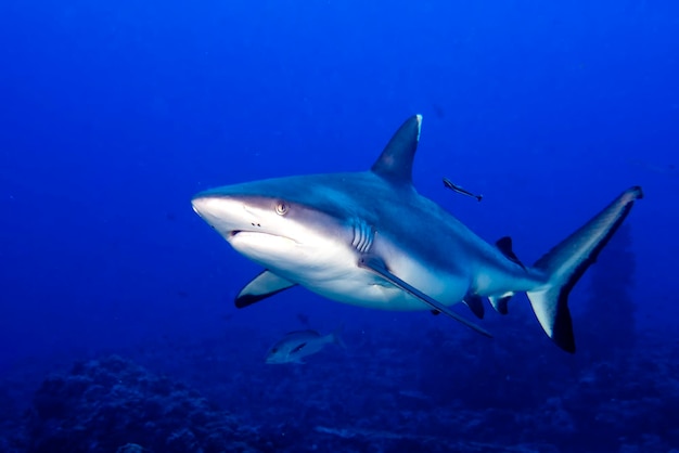 Un requin gris mâchoires prêt à attaquer sous l'eau close up portrait