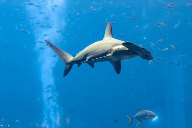 Requin-marteau dans l'aquarium. Le grand requin-marteau (Sphyrna mokarran) est la plus grande espèce de requin-marteau, appartenant à la famille des Sphyrnidae. Atlantis, Sanya, île de Hainan, Chine.