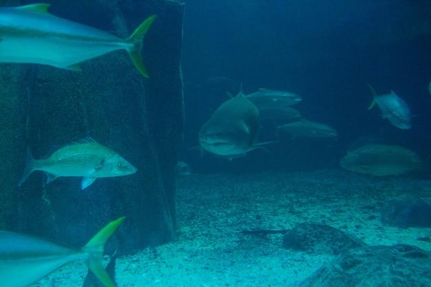 Requin nageant avec du poisson