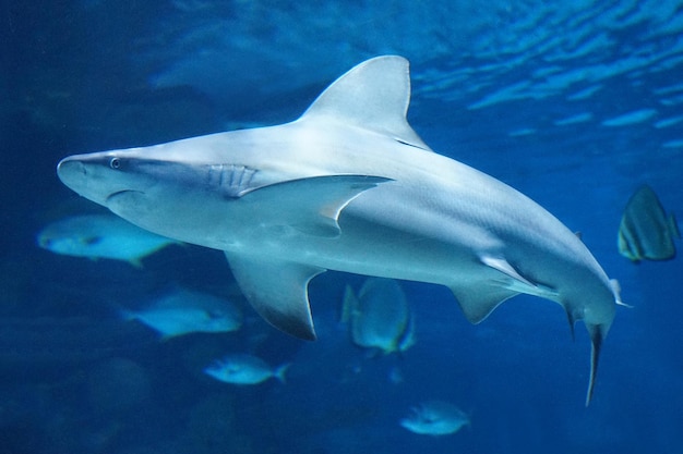 Requin nageant sous l'eau