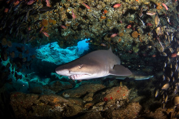 Requin océanique à pointes noires nageant dans les sous-marins tropicaux. Requins dans le monde sous-marin. Observation du monde animal. Aventure de plongée sous-marine sur la côte sud-africaine de RSA