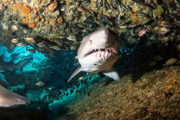 Requin à pointe noire nageant dans les sous-marins tropicaux