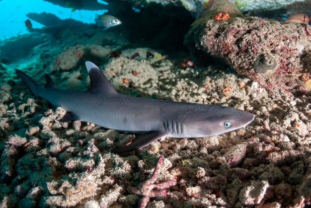 Requin de récif blanc se reposant sous un corail de table