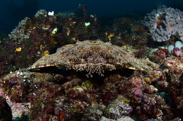 Requin tapis - Wobbegong à pampilles - Eucrossorhinus dasypogon. Raja Ampat, Indonésie.