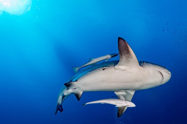 Photo le requin-taureau sur le fond bleu de l'océan