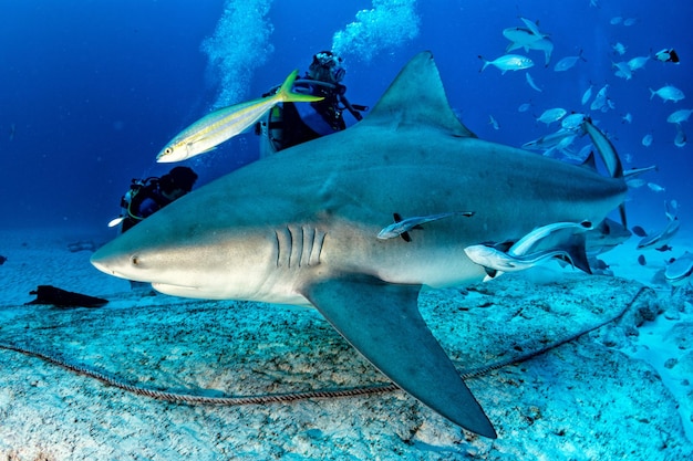 Photo le requin-taureau pendant l'alimentation du requin