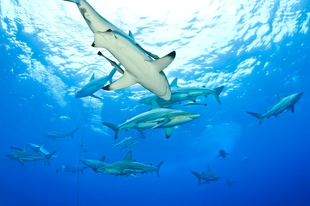 Requins à pointe noire