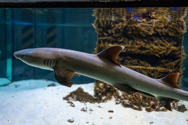 Les requins prédateurs nagent dans l'aquarium en cercle