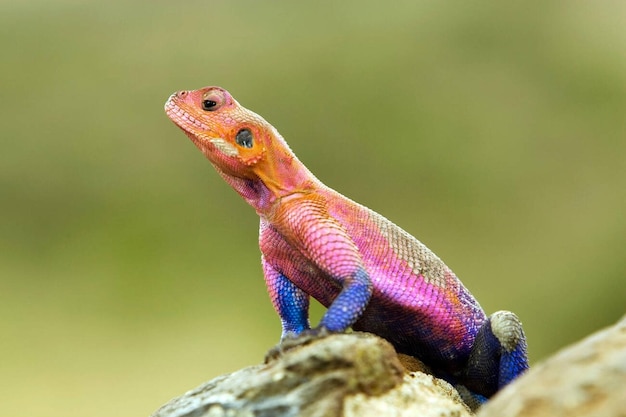 Réserve nationale de la lézard d'Agama Masai Mara au Kenya