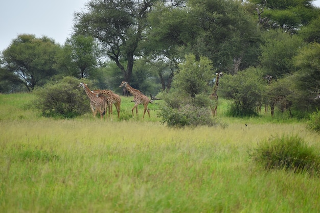 réserve nationale en Tanzanie en Afrique un parc pittoresque avec des animaux sauvages