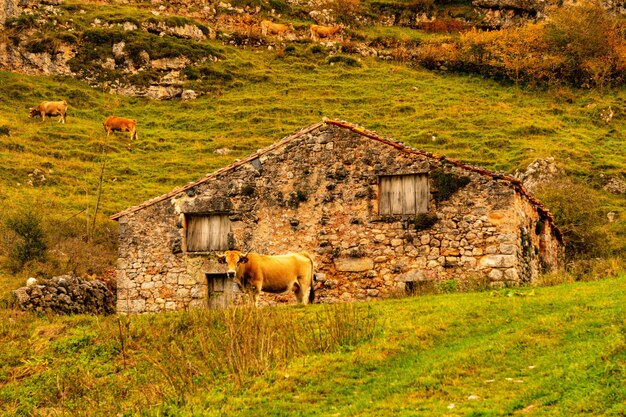 Réserve naturelle intégrale de Muniellos dans les Asturies