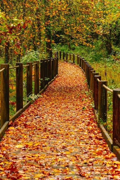 Réserve naturelle intégrale de Muniellos dans les Asturies