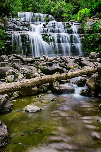 Réserve d&#39;État de Liffey Falls dans la région des Midlands de Tasmanie, en Australie.