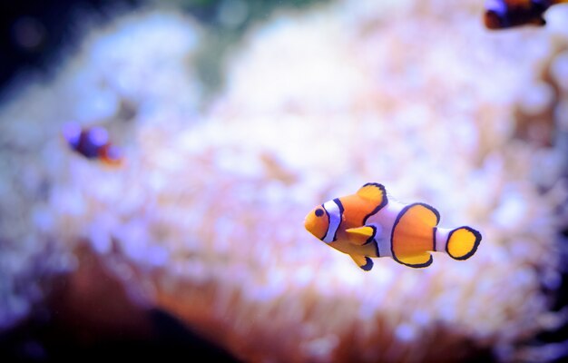 réservoir d&#39;aquarium avec récif comme toile de fond.