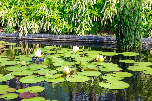 Réservoir avec nénuphars et nénuphars.