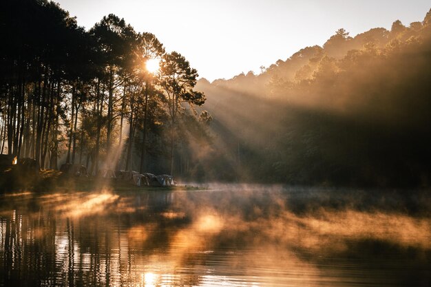 Photo reservoir et pins le matin dans le parc