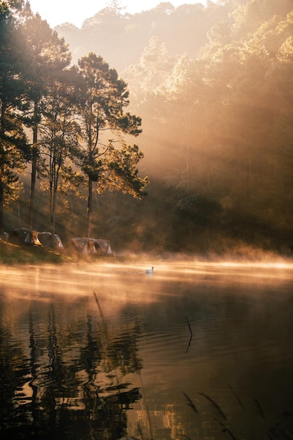 Photo reservoir et pins le matin dans le parc