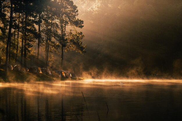 Photo reservoir et pins le matin dans le parc