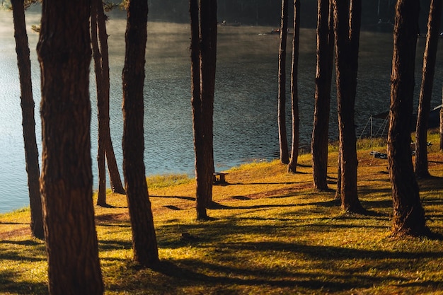 Photo reservoir et pins le matin dans le parc