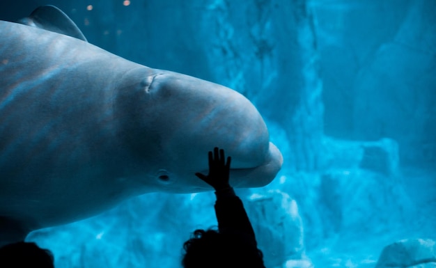 Photo réservoir de toucher à la main coupé dans l'aquarium