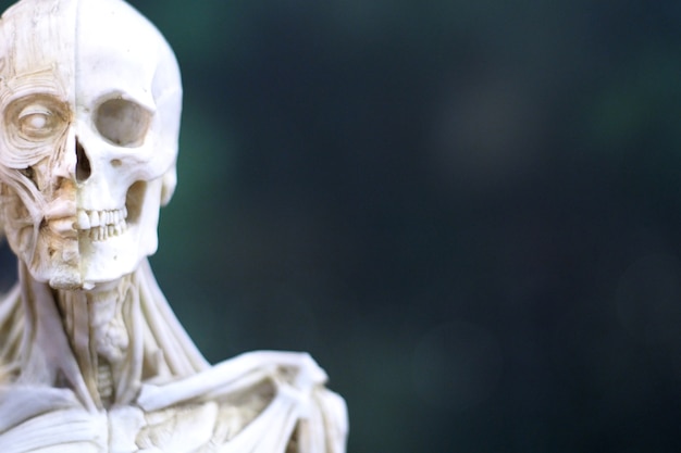 Résine d&#39;Halloween Réplique Tête De Crâne Humain Goth Prop