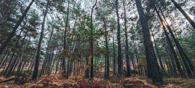 Photo la restauration de la forêt de dadia repousse après un incendie de forêt evros grèce