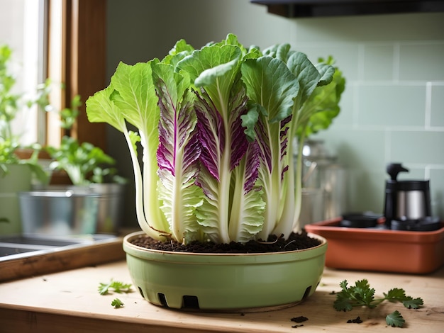 Des restes aux légumes verts Faire repousser le chou chinois à la maison