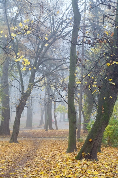 Restes de feuillage d'automne, chemin piétonnier et feuilles tombantes brumeuses dans le parc de la ville