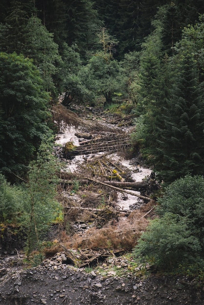 Résultat d'inondation dans la forêt