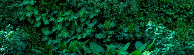 Résumé feuille verte texture feuille tropicale feuillage nature fond vert foncé