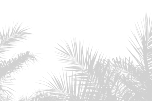 Résumé des feuilles de palmier ombre sur fond de mur blanc. Espace de copie vierge.