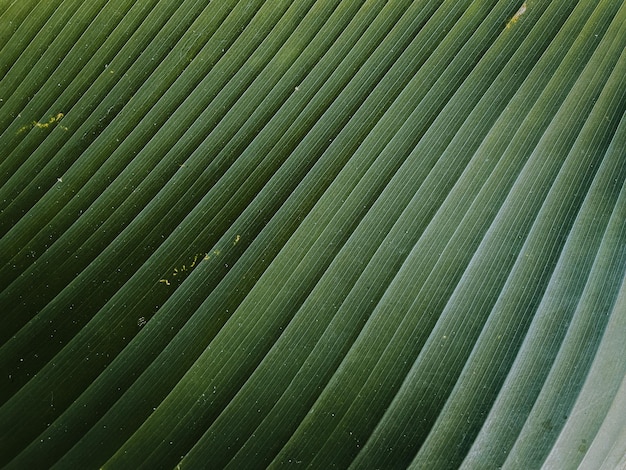 Résumé des feuilles vertes pour la texture de fond.