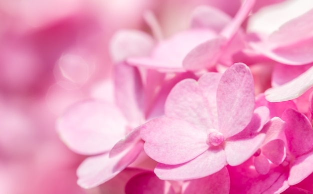 Résumé de fleurs d&#39;hortensia rose