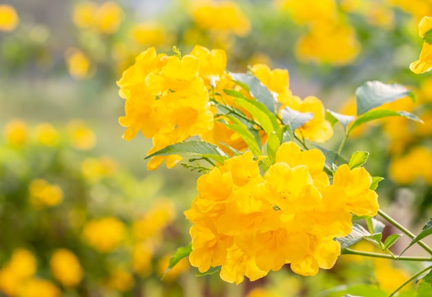 Résumé flou fond de fleurs jaunes, Tecoma stans.