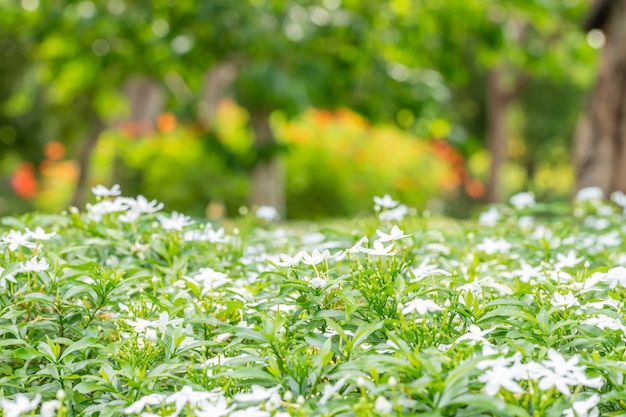 Résumé Flou De La Nature, Buisson De Fleurs Blanches.