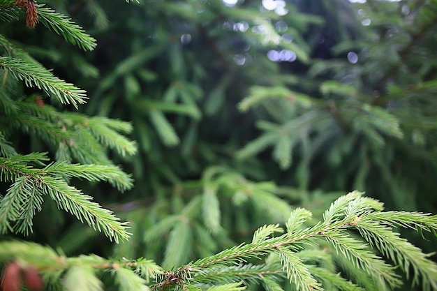 résumé de fond de branches d'épinette verte