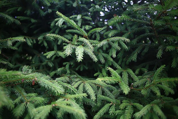 résumé de fond de branches d'épinette verte