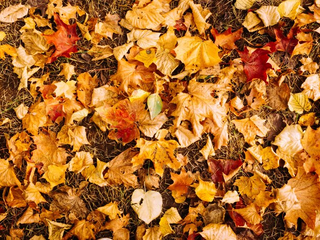 Résumé fond de feuilles d'automne en vue de dessus de couleur rouge-jaune vif
