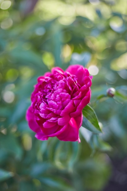 Résumé fond de fleurs naturelles un gros plan de fleur de pivoine rouge