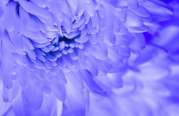 Résumé fond floral pétales de fleurs de chrysanthème bleu