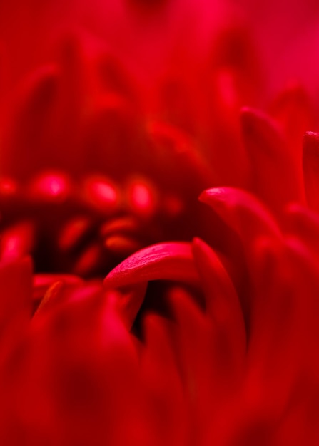 Résumé fond floral pétales de fleurs de chrysanthème rouge