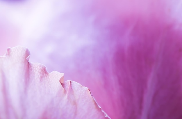 Résumé fond floral pétales de fleurs de rose rose soft focus Macro fleurs toile de fond