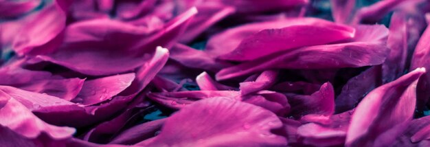 Résumé fond floral pétales de fleurs violettes dans l'eau