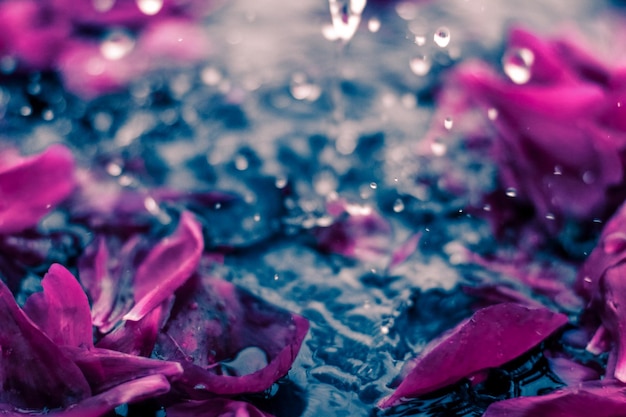 Résumé fond floral pétales de fleurs violettes dans l'eau