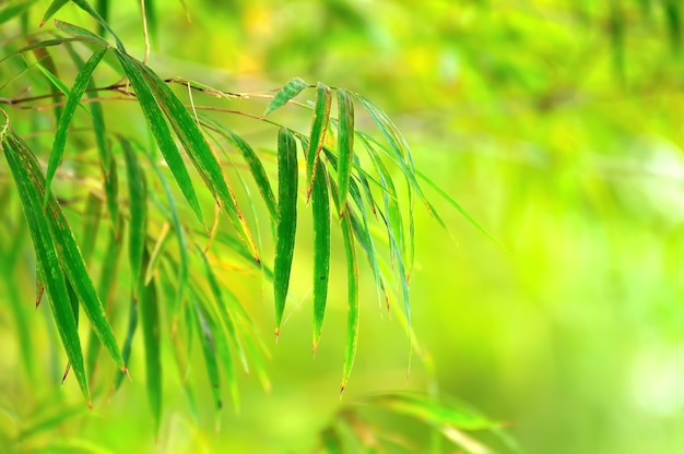 Résumé fond vert printemps avec des feuilles de bambou