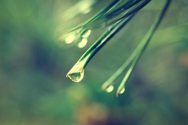 Résumé historique des branches de pin à feuilles persistantes de conifères avec des gouttes d'eau de rosée, concept hipster extérieur naturel